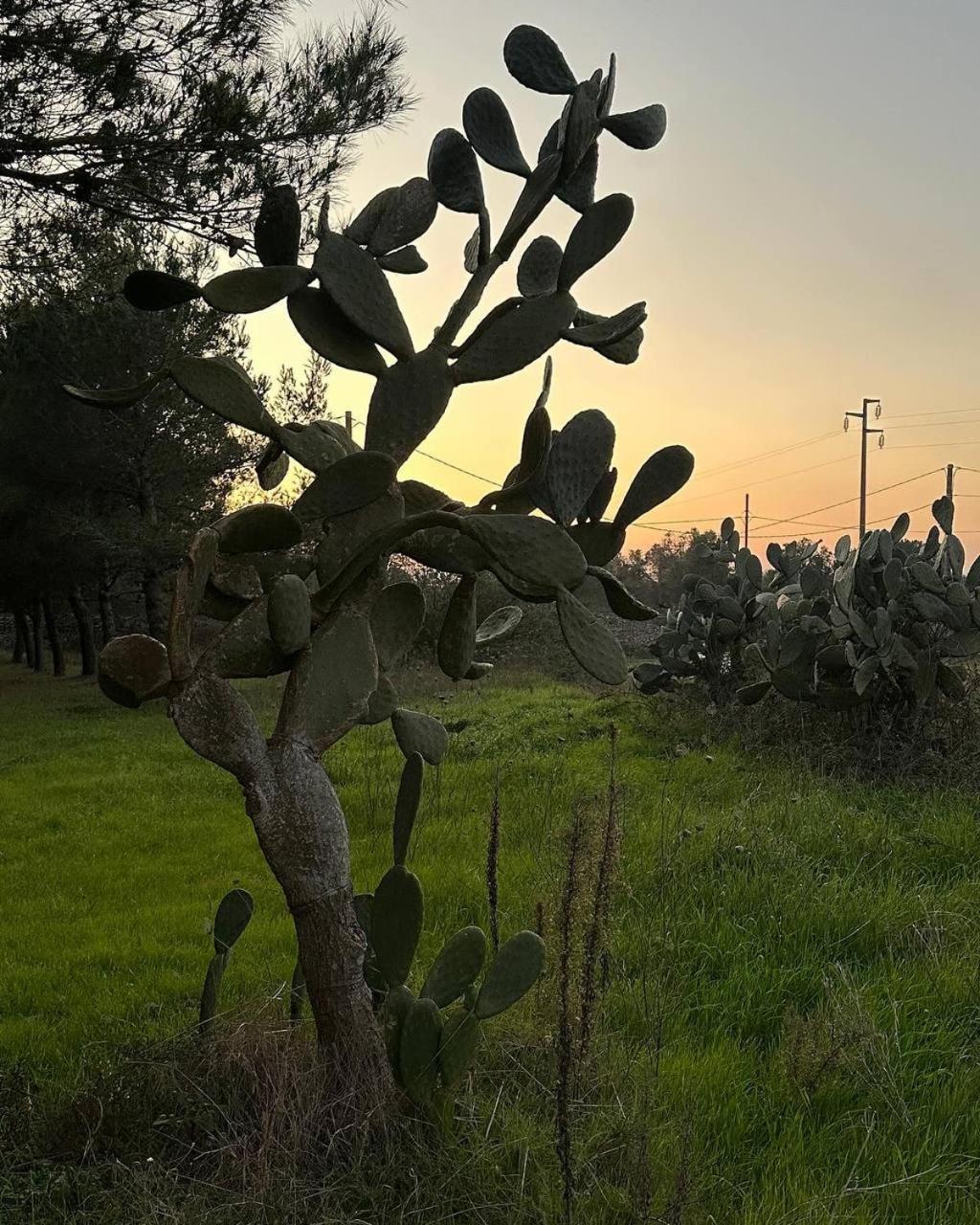 Villa Zoë Torre dell'Orso Esterno foto